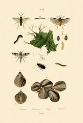 Mjölmaskbagge, 1833-39